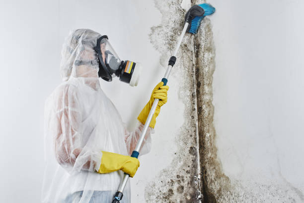 Best DIY Mold Remediation Support Services in Atkins, AR