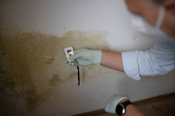 Professional Mold Remediation in Atkins, AR