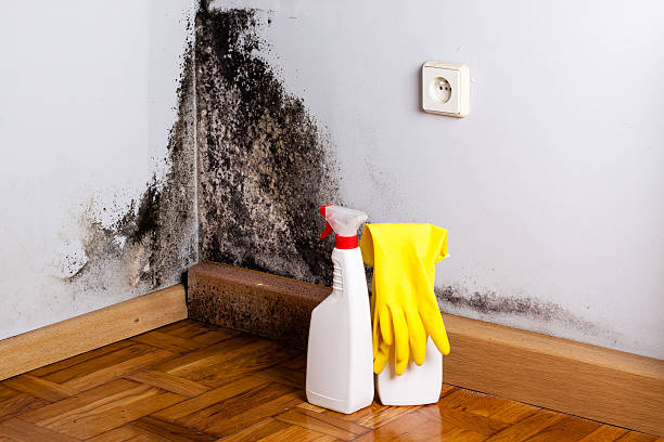 Best Residential Mold Remediation in Atkins, AR