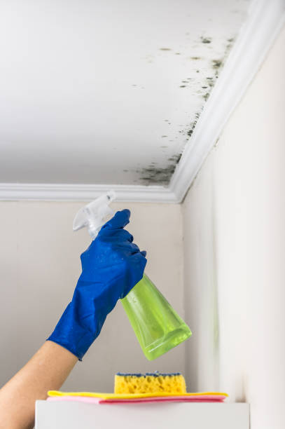 Best Post-Flood Mold Remediation in Atkins, AR